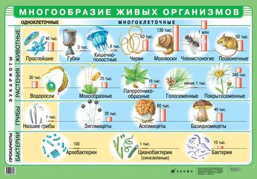 Многообразие животных